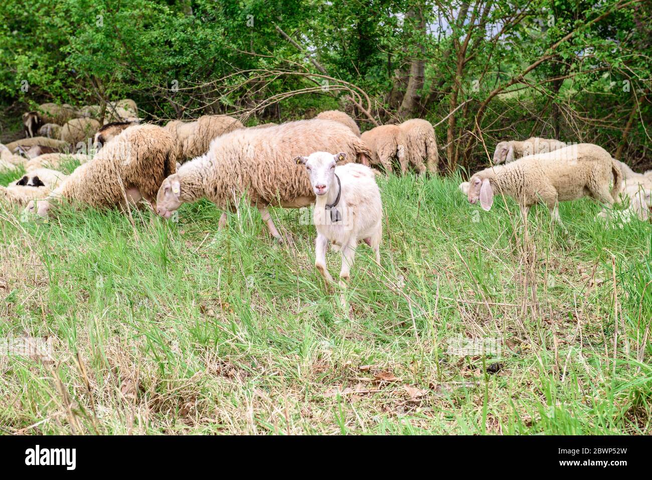 Una capra cornuta che posa per una foto. In fondo all'immagine si trova il pavimento in argilla con una recinzione in legno, erba verde e alcuni alberi Foto Stock