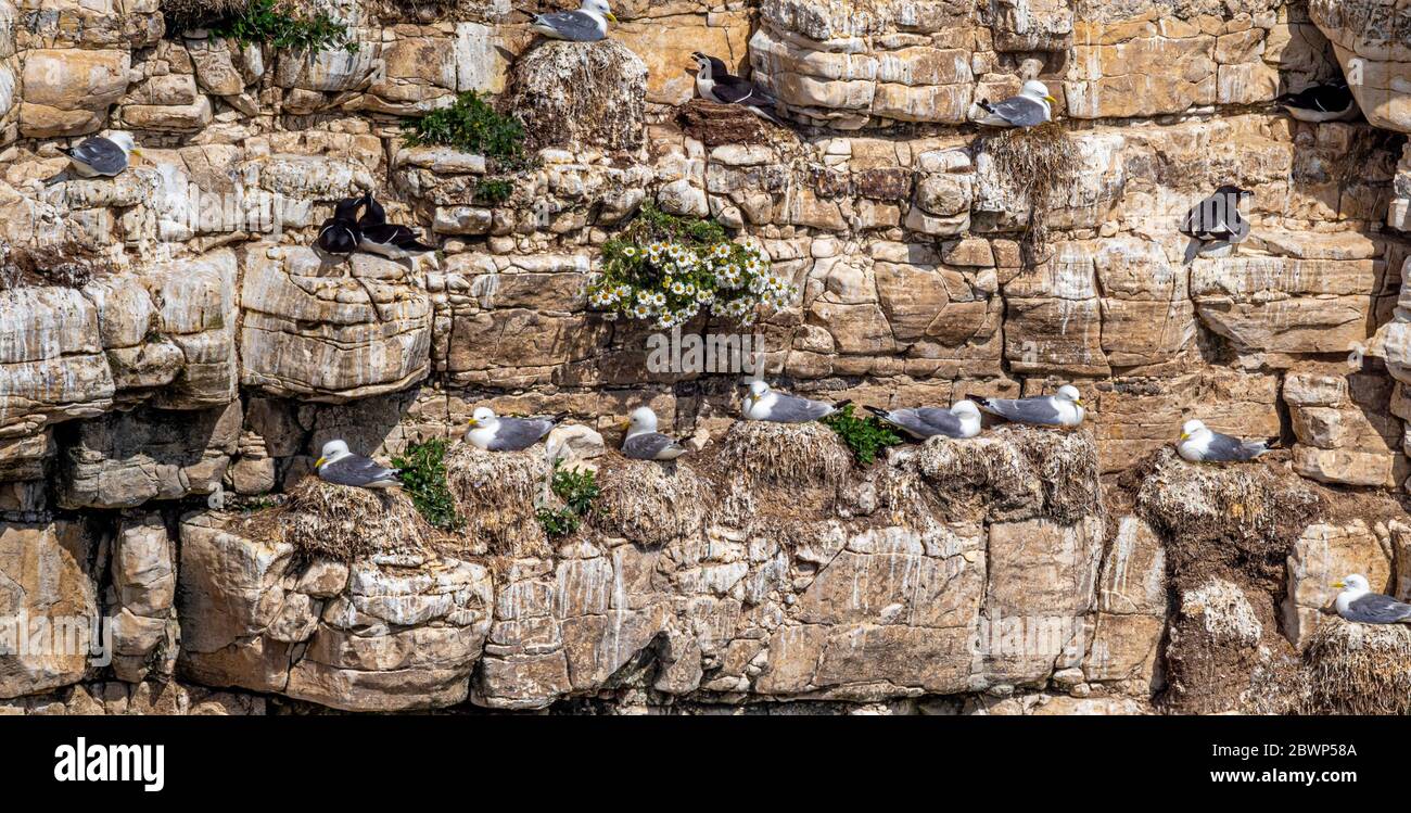 Gabbiani sulle scogliere a Flamborough Riserva Naturale, UK. Foto Stock