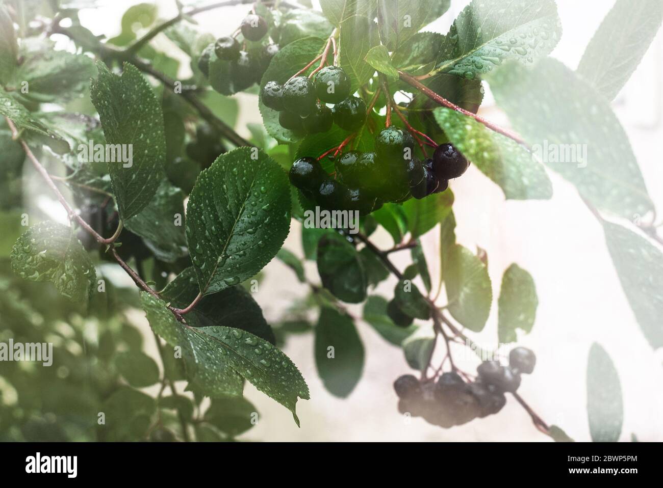 bacche nere bagnate di aronia in giardino, tempo piovoso Foto Stock