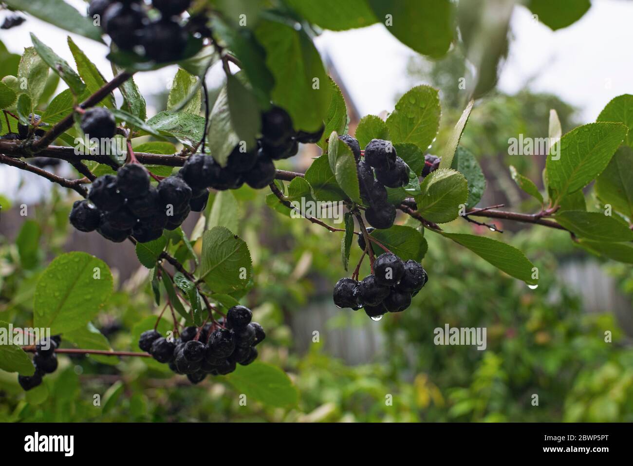 bacche nere bagnate di aronia in giardino, tempo piovoso Foto Stock