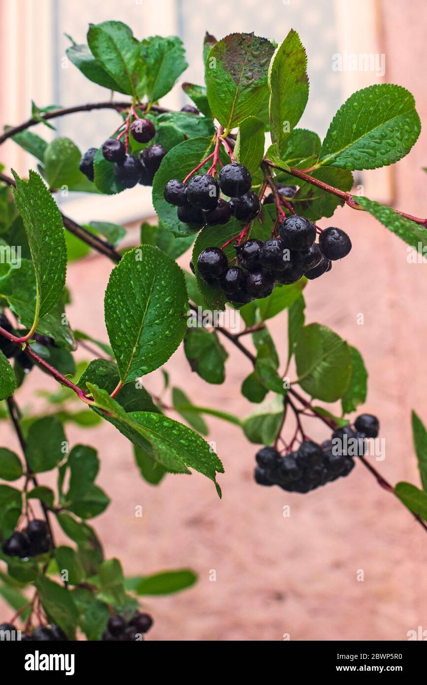 bacche nere bagnate di aronia in giardino, tempo piovoso Foto Stock