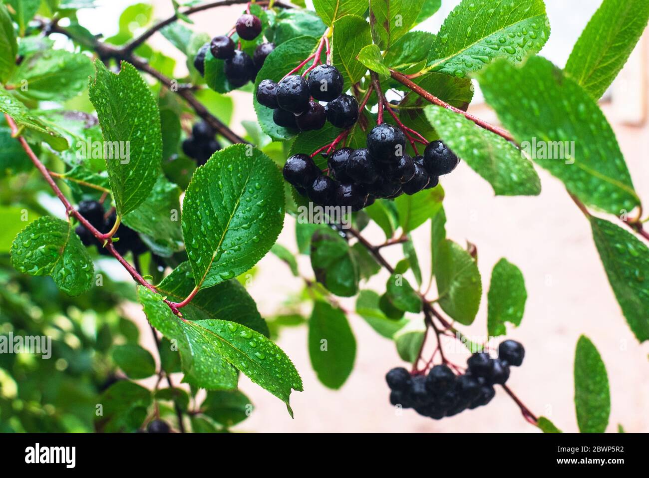 bacche nere bagnate di aronia in giardino, tempo piovoso Foto Stock