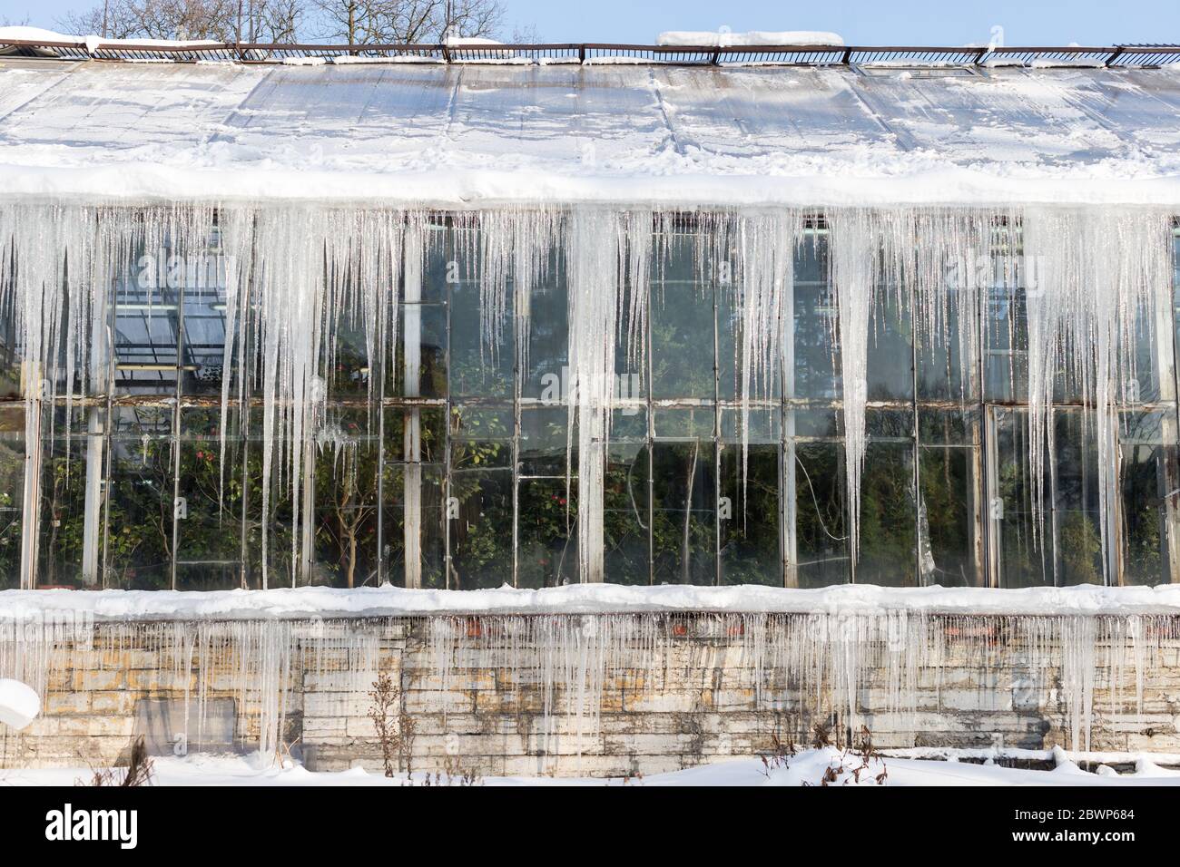 Cicale affilate sul tetto della serra in sole giornate invernali sul lato soleggiato, orizzontale. Formazione di iciclette in un disgelo, appesi da un roo Foto Stock