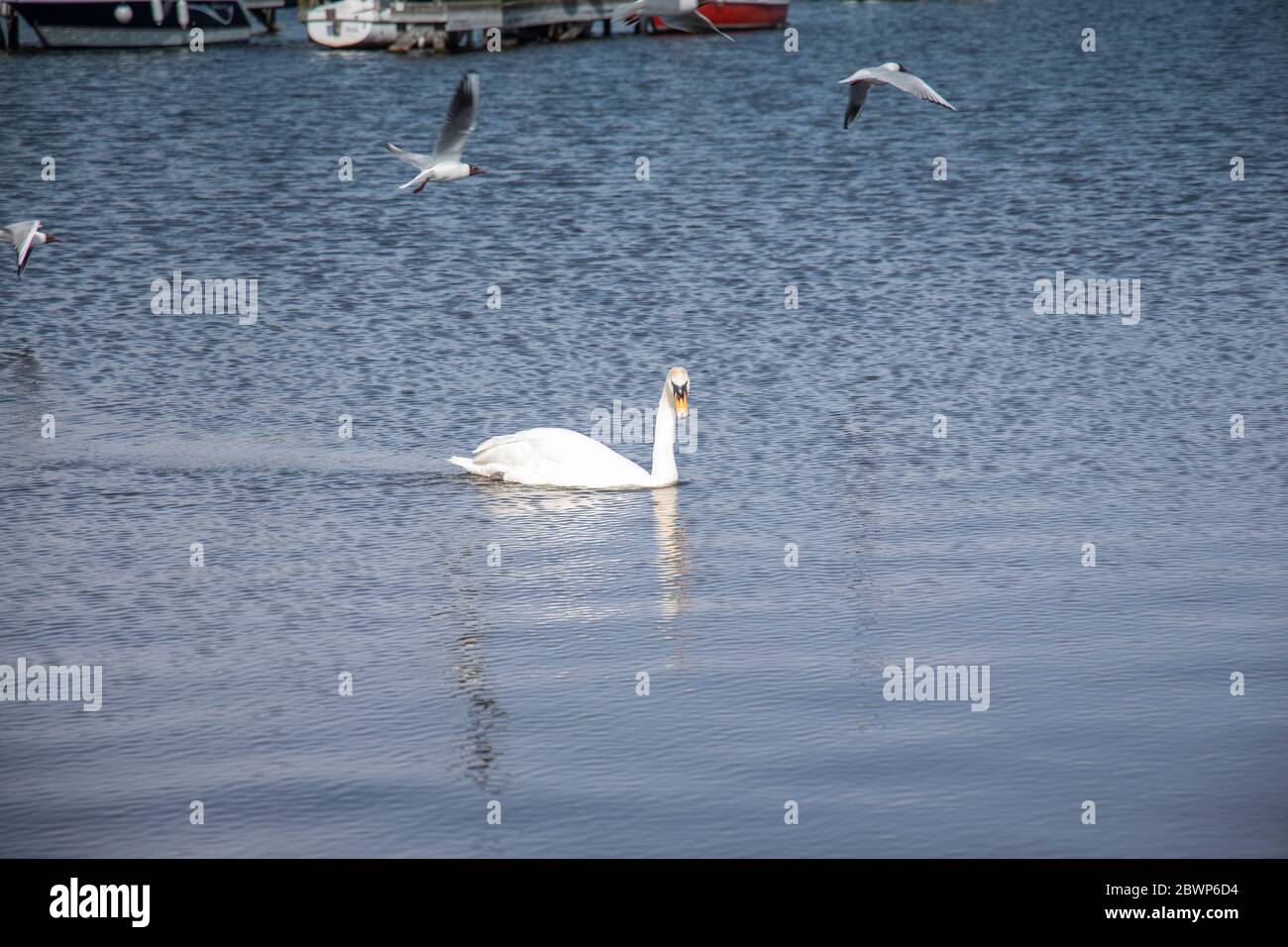 Un bel cigno muto nuotare a Lough Neagh intorno al porto di Kinnego alla ricerca di cibo Foto Stock