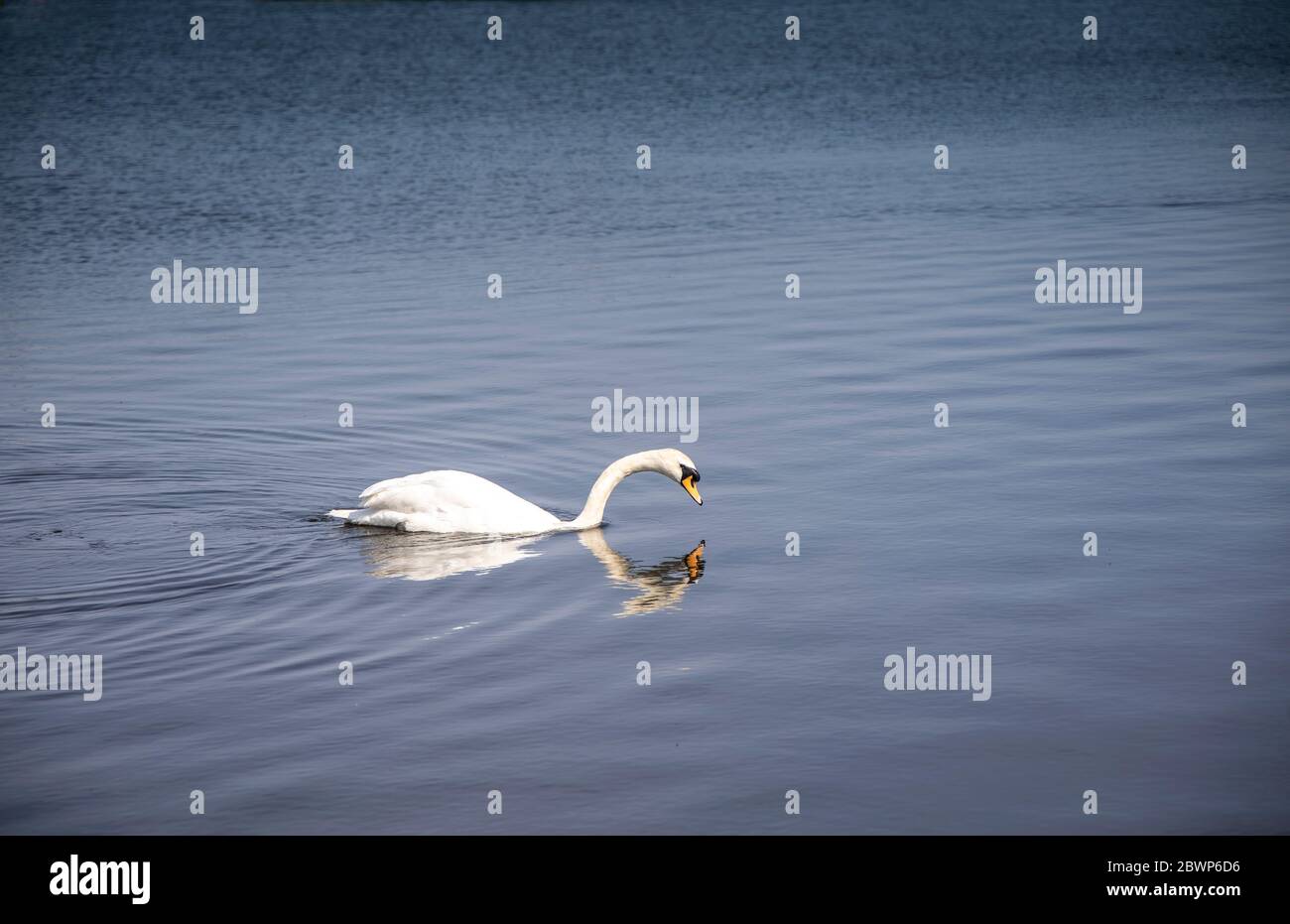 Un bel cigno muto nuotare a Lough Neagh intorno al porto di Kinnego alla ricerca di cibo Foto Stock