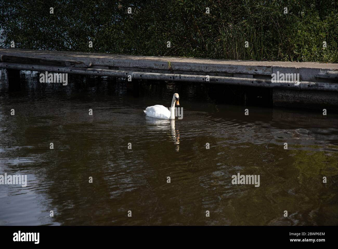 Un bel cigno muto nuotare a Lough Neagh intorno al porto di Kinnego alla ricerca di cibo Foto Stock