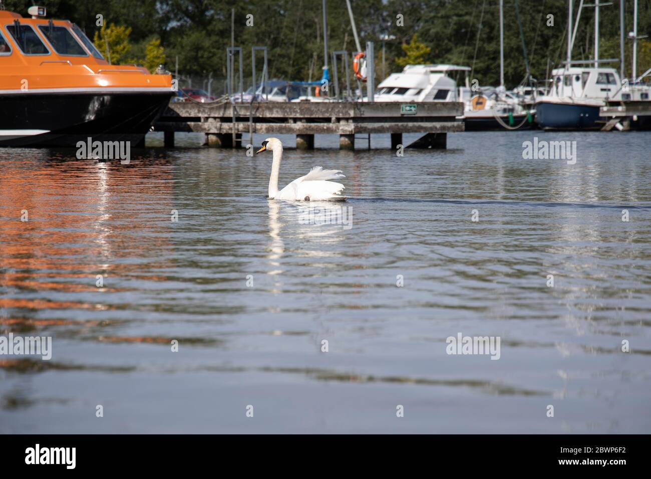 Un bel cigno muto nuotare a Lough Neagh intorno al porto di Kinnego alla ricerca di cibo Foto Stock