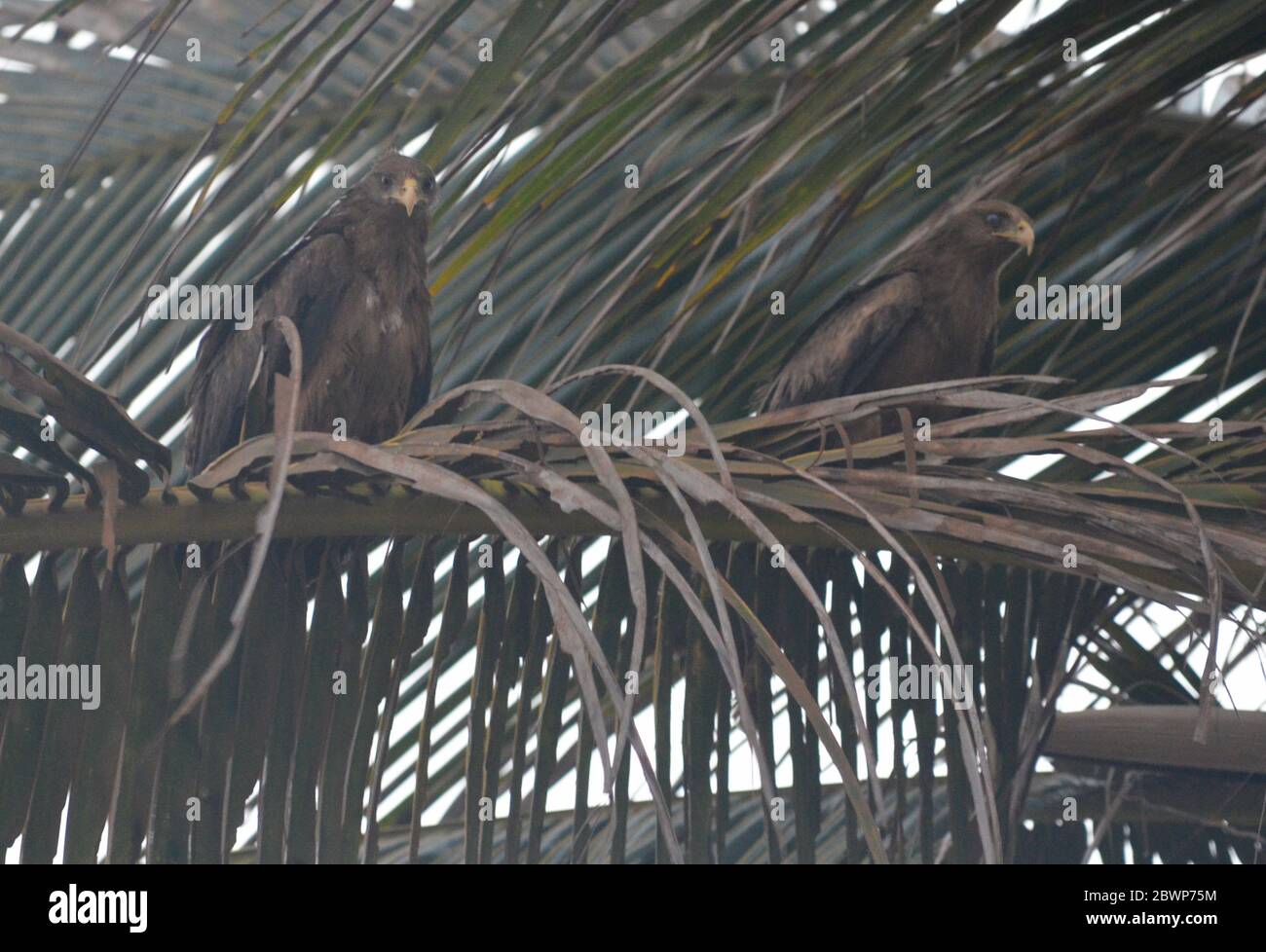 Un paio di Kite giallo (Milvus aegyptius) nidificanti su una palma a Dakar, Senegal Foto Stock