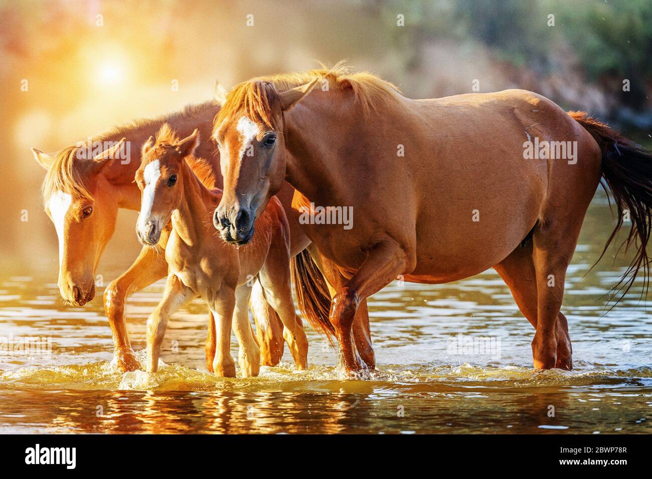 Baby foal e due cavalli adulti che camminano nel fiume Salt a Mesa, Arizona, con la luce del sole del mattino dorato Foto Stock