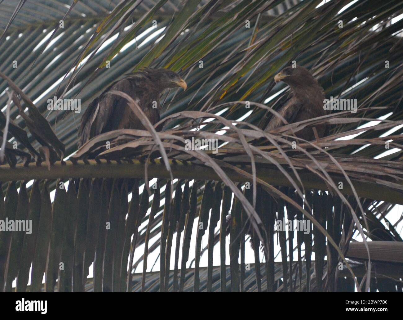 Un paio di Kite giallo (Milvus aegyptius) nidificanti su una palma a Dakar, Senegal Foto Stock