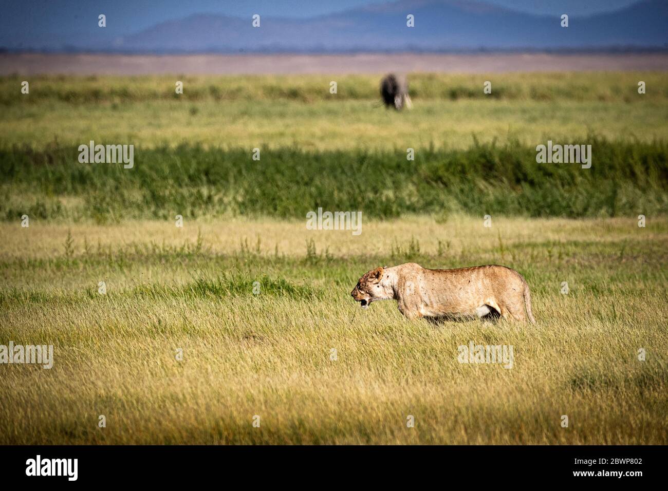 Leonessa che cammina attraverso il campo nelle praterie del Kenya Africa Foto Stock