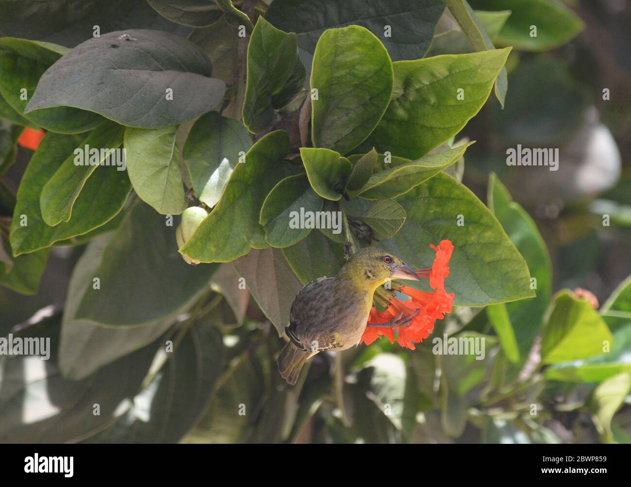 Donna Village tessitore (Ploceus cuccullatus) taglio e afferrare un fiore di albero in un giardino urbano a Dakar, Senegal Foto Stock