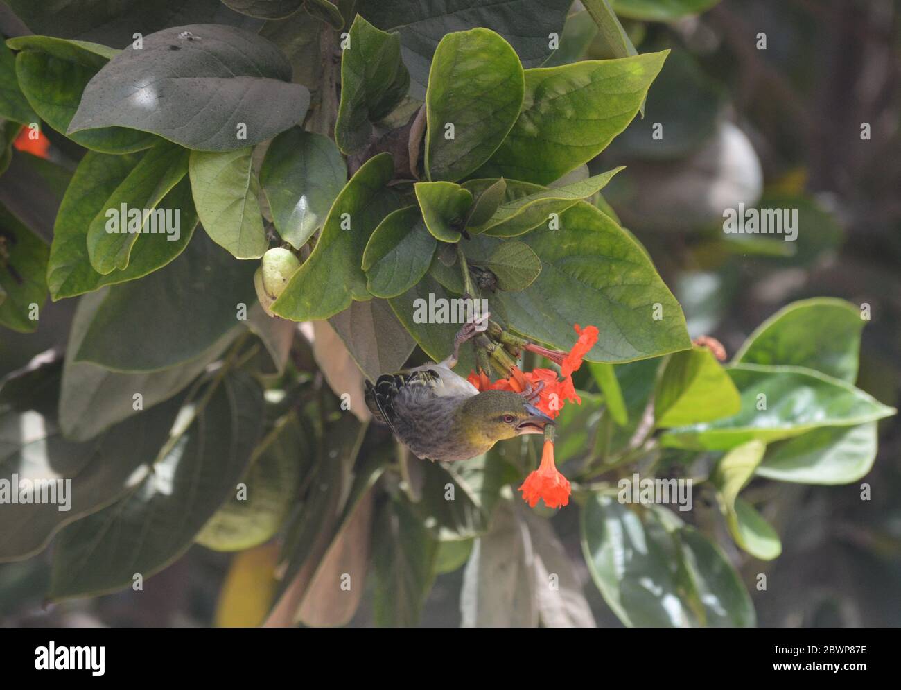 Donna Village tessitore (Ploceus cuccullatus) taglio e afferrare un fiore di albero in un giardino urbano a Dakar, Senegal Foto Stock