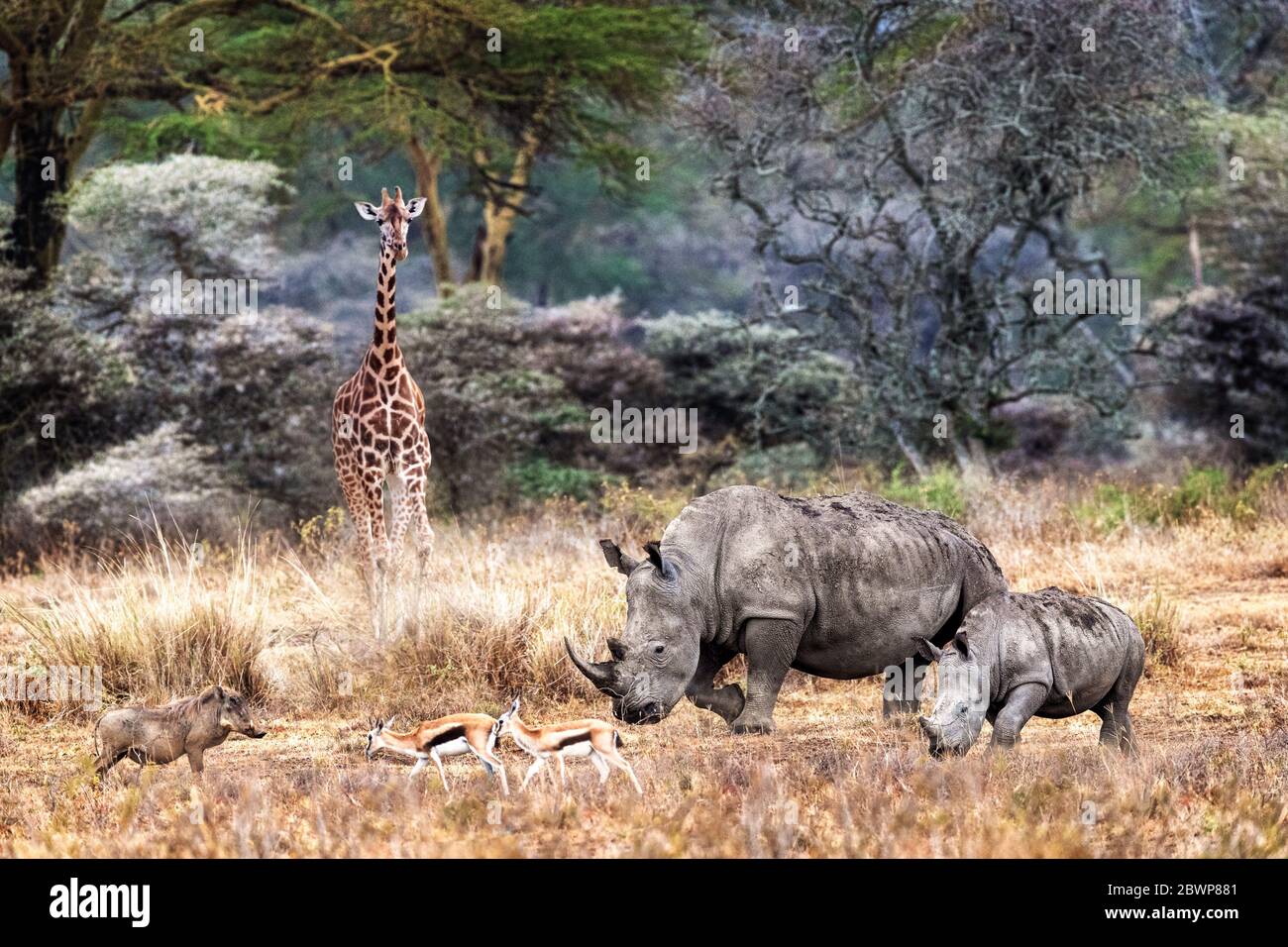 Magica fauna selvatica scena safari nella giungla di febbre albero del lago Nakuru, Kenya Africa con rinoceronti in pericolo e giraffa di Rotheschild Foto Stock