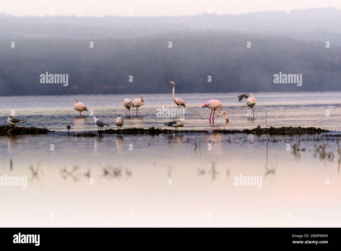 Bella scena tranquilla con fenicotteri su un lago calmo con riflessi nel lago Nakuru, Kenya Africa Foto Stock