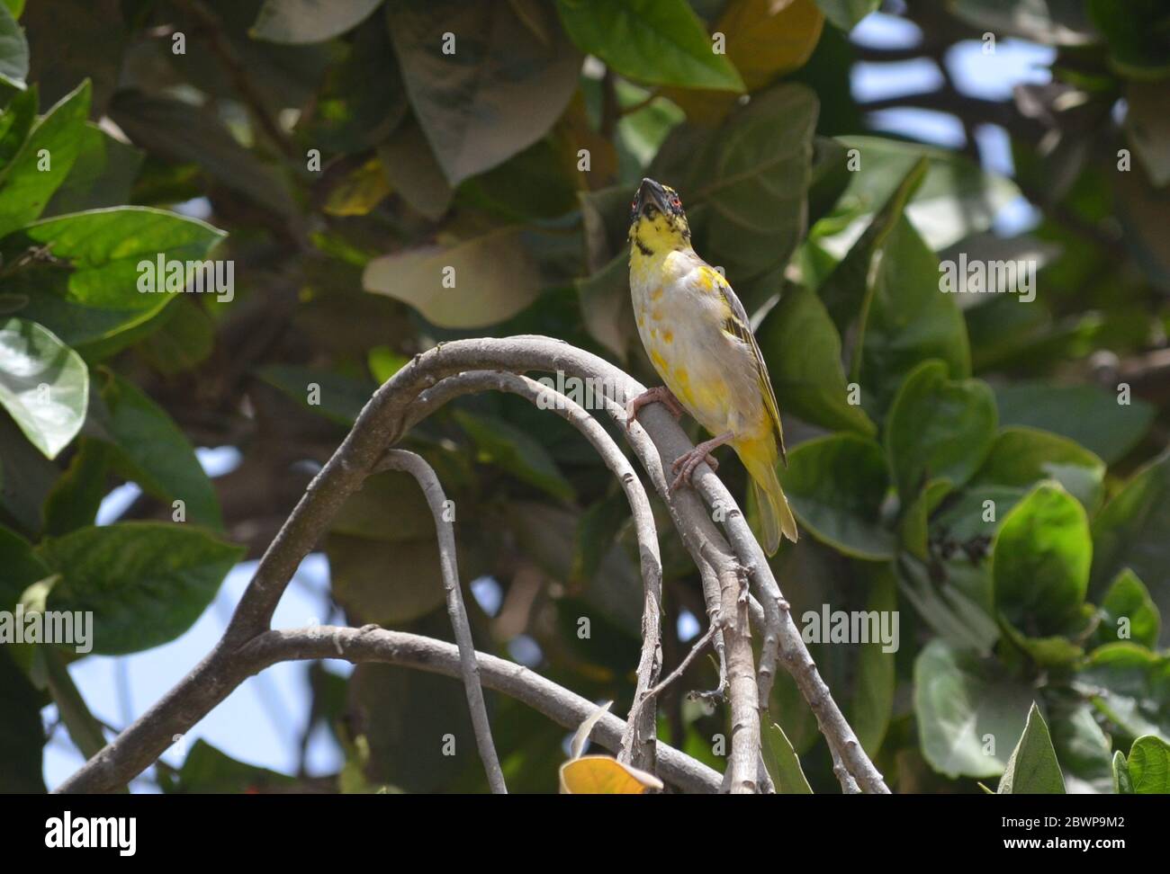 Donna Village Weaver (Ploceus cuccullatus in un giardino urbano a Dakar, Senegal Foto Stock