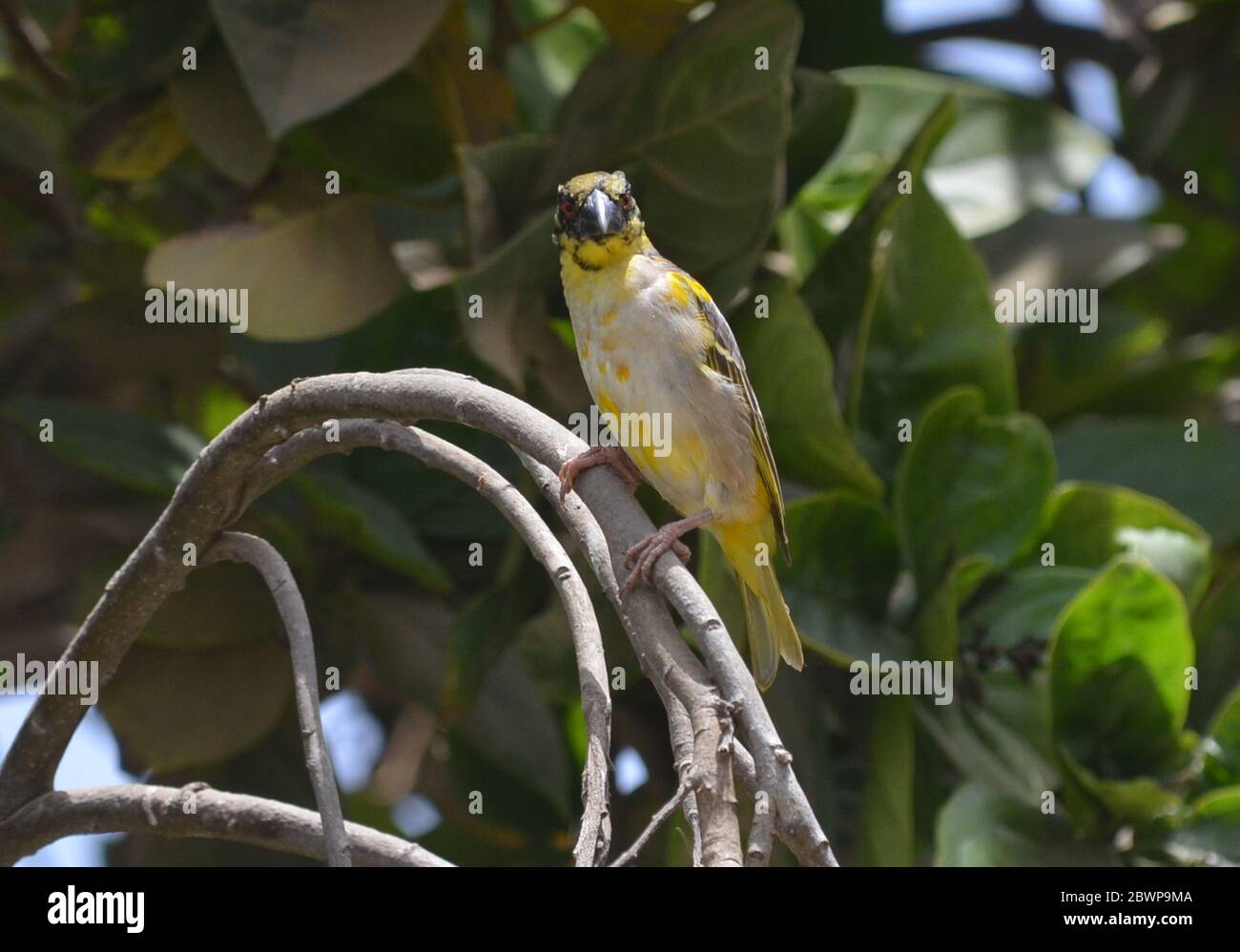 Donna Village Weaver (Ploceus cuccullatus in un giardino urbano a Dakar, Senegal Foto Stock