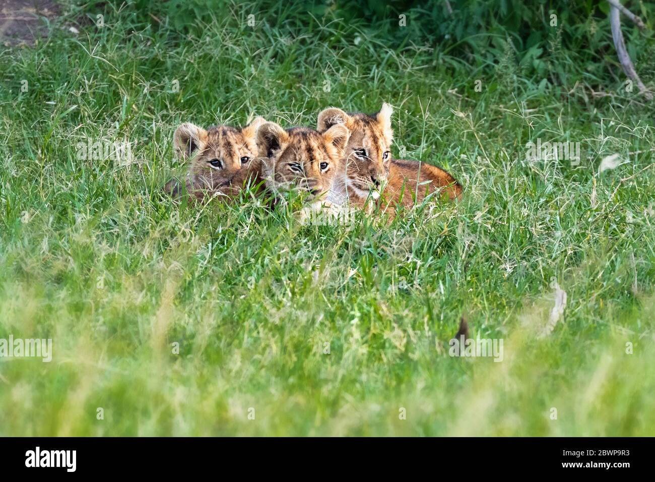 Tre piccoli cuccioli di leone simpatici che si snodano insieme nell'erba verde alta del Kenya, Africa Foto Stock