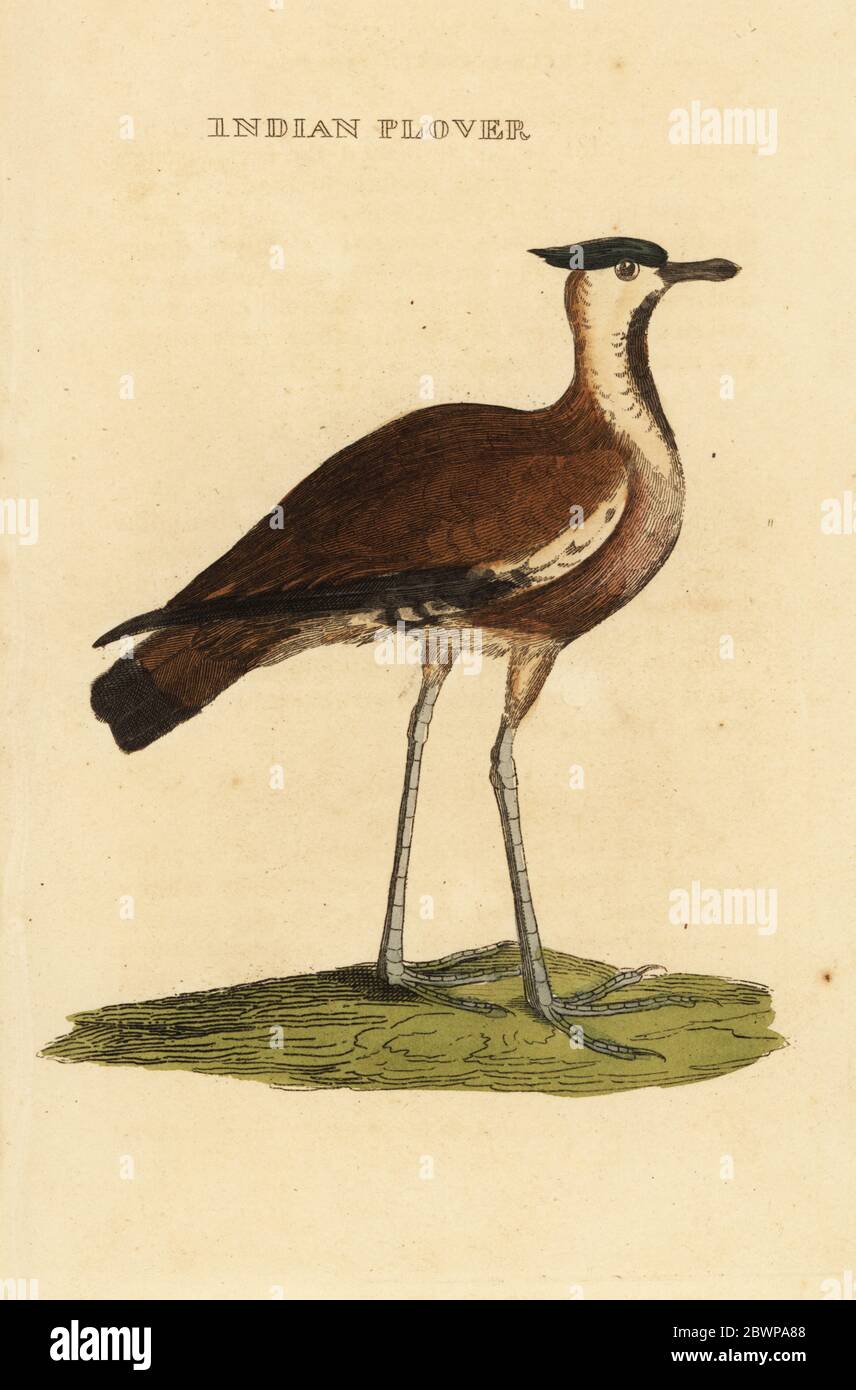 Ventratura settentrionale, Vanellus vanellus. Amante indiano. Black-breasted indiano Plover di George Edwards. Incisione a blocchi di legno colorato a mano dopo un'illustrazione di George Edwards dalla storia naturale degli uccelli, pubblicata da Binthy and Childs, Bungay, Suffolk, 1815. Charles ha fondato brillantemente una fonderia di stampa e stereotipi a Bungay nel 1795 ed è entrato in partnership con la stampante radicale non conformista John Firby Childs nel 1808. Foto Stock