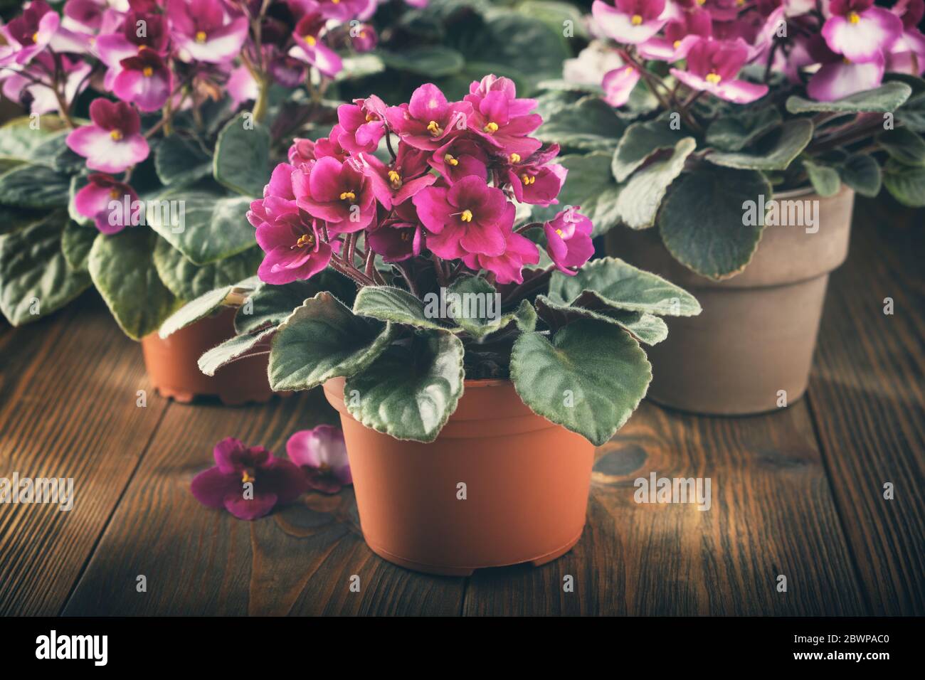 Saintpaulia in vaso fiori viola. Piantando fiori in vaso in raggi di luce solare su tavola di legno. Foto Stock