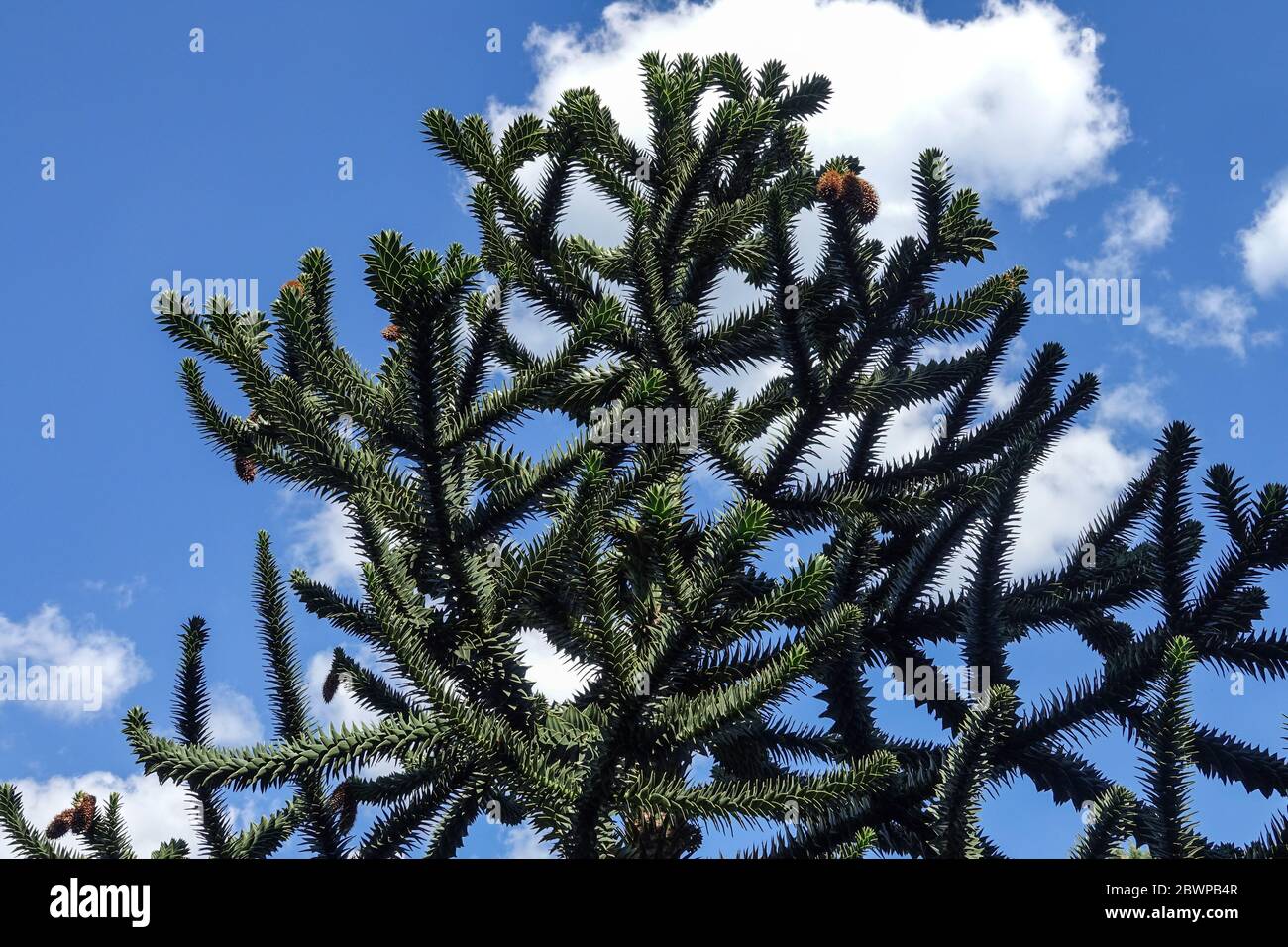 Monkey Puzzle Tree Araucaria araucana Foto Stock