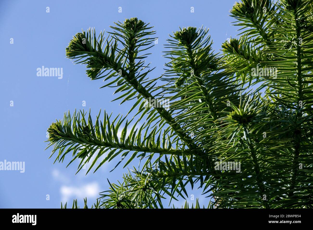 Blue China Fir Cunninghamia lanceolata Foto Stock