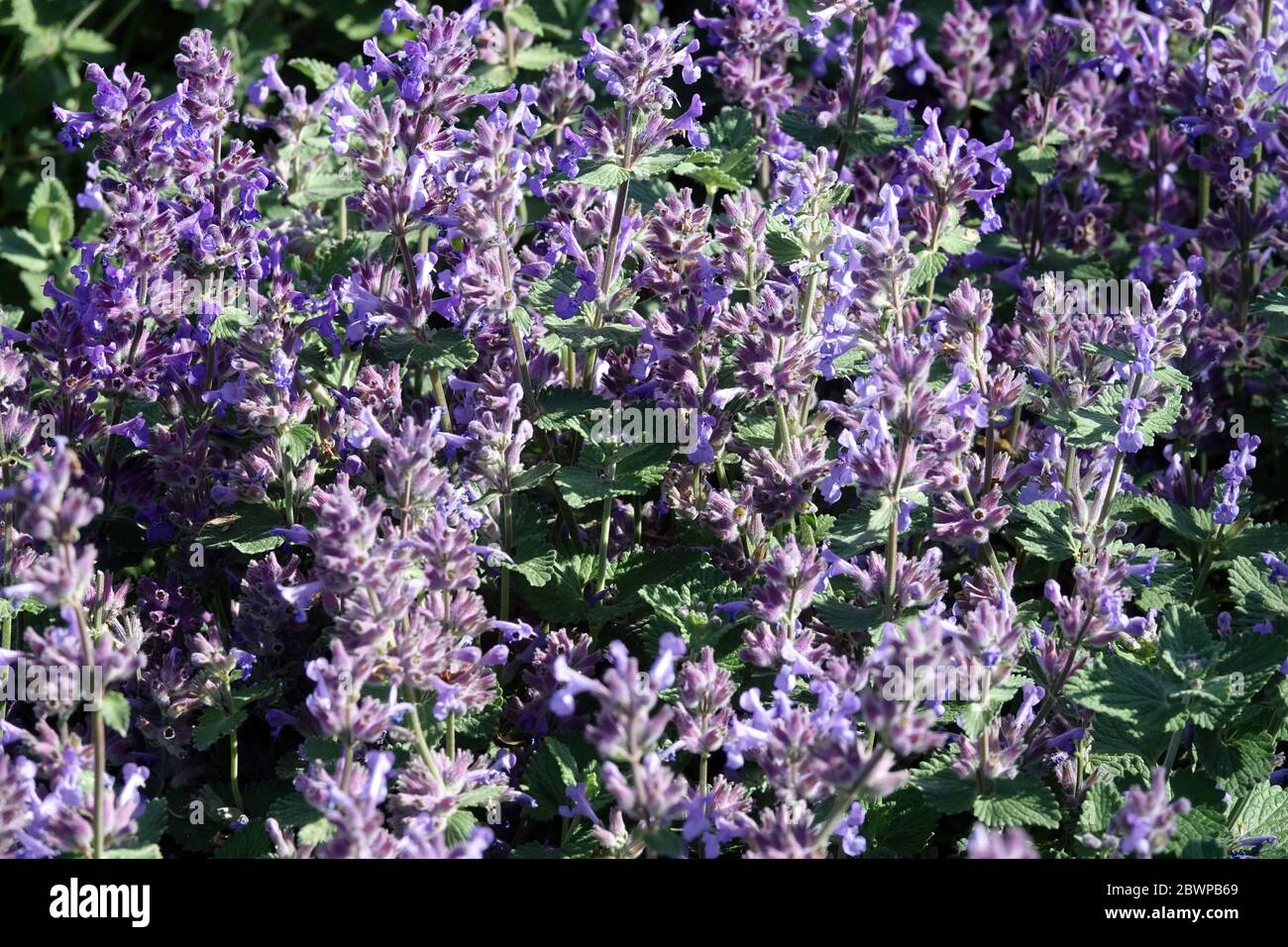 Blue Persian catmint Nepeta pianta mellifera in giardino Nepeta racemosa piccolo Titch Foto Stock