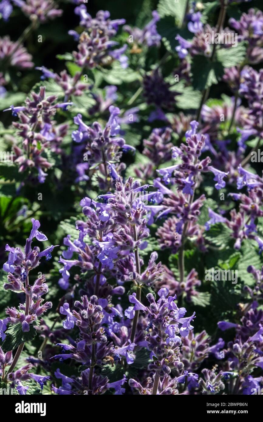 Blue Persian catmint Nepeta pianta mellifera in giardino Nepeta racemosa piccolo Titch Foto Stock