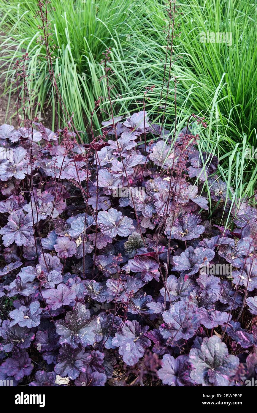 Coral Bells Heuchera Midnight Rose Foto Stock