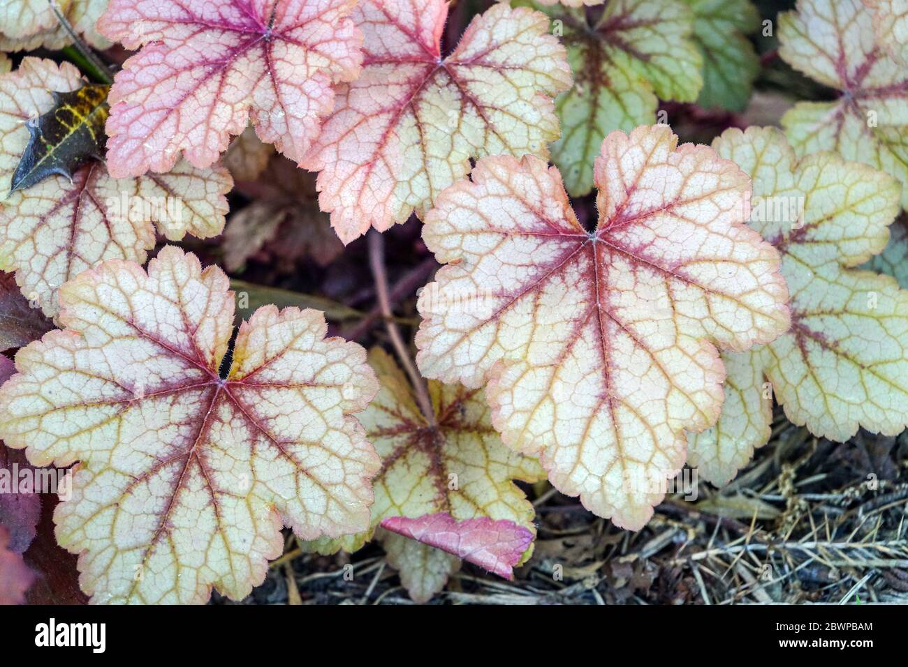 Coral Bells Heucherella Miele Rosa Foto Stock