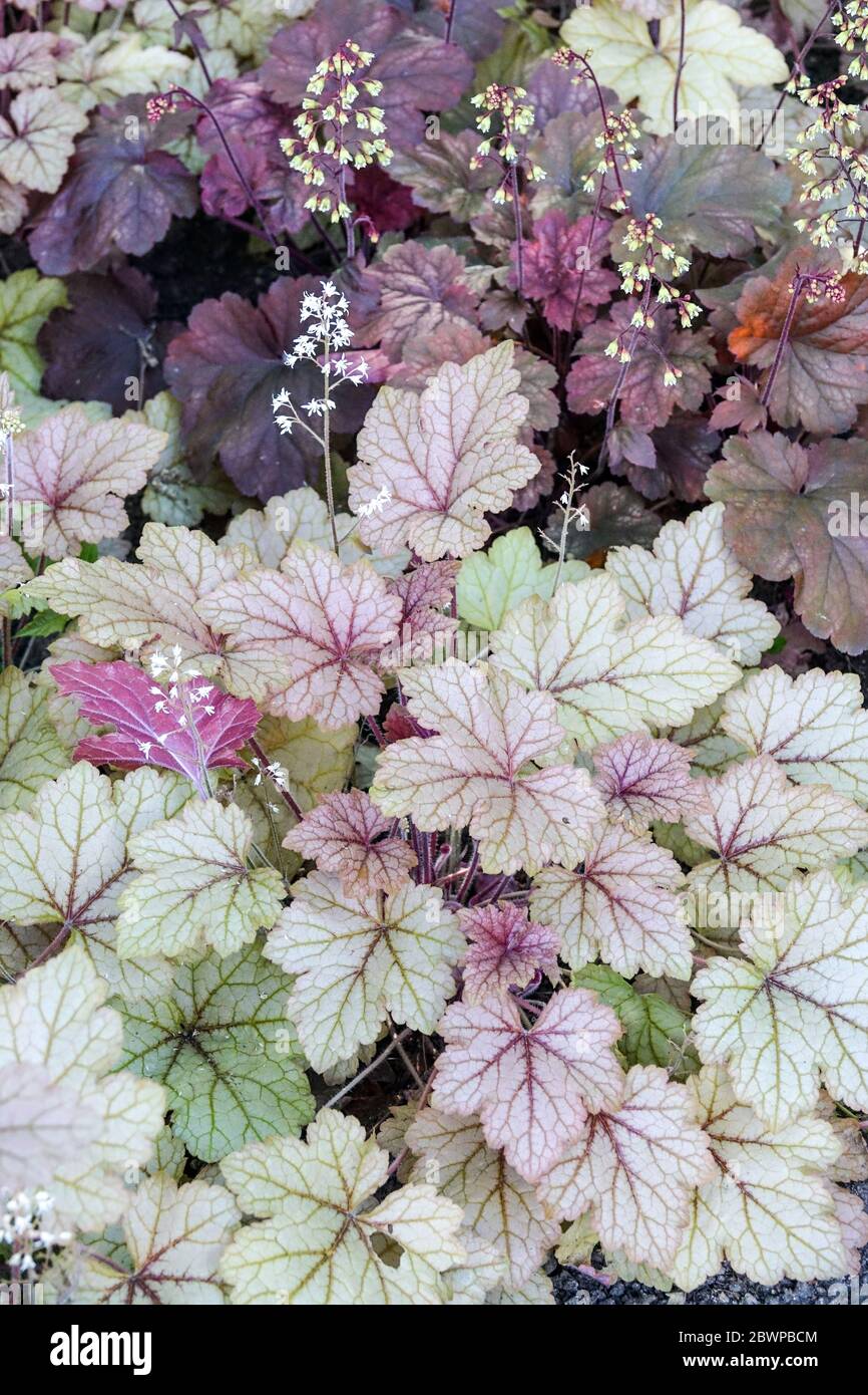Coral Bells Heucherella "Honey Rose" Foto Stock