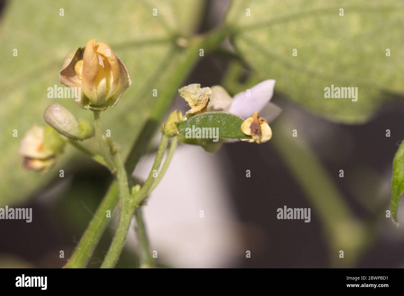 Particolare di un fiore e del frutto della pianta di carrube (Phaseolus lunatus) quando i fiori hanno già fruttato in piccoli frutti Foto Stock