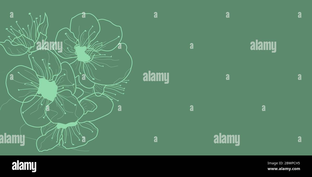 Sfondo con fiori di ciliegia, bianco su verde Illustrazione Vettoriale