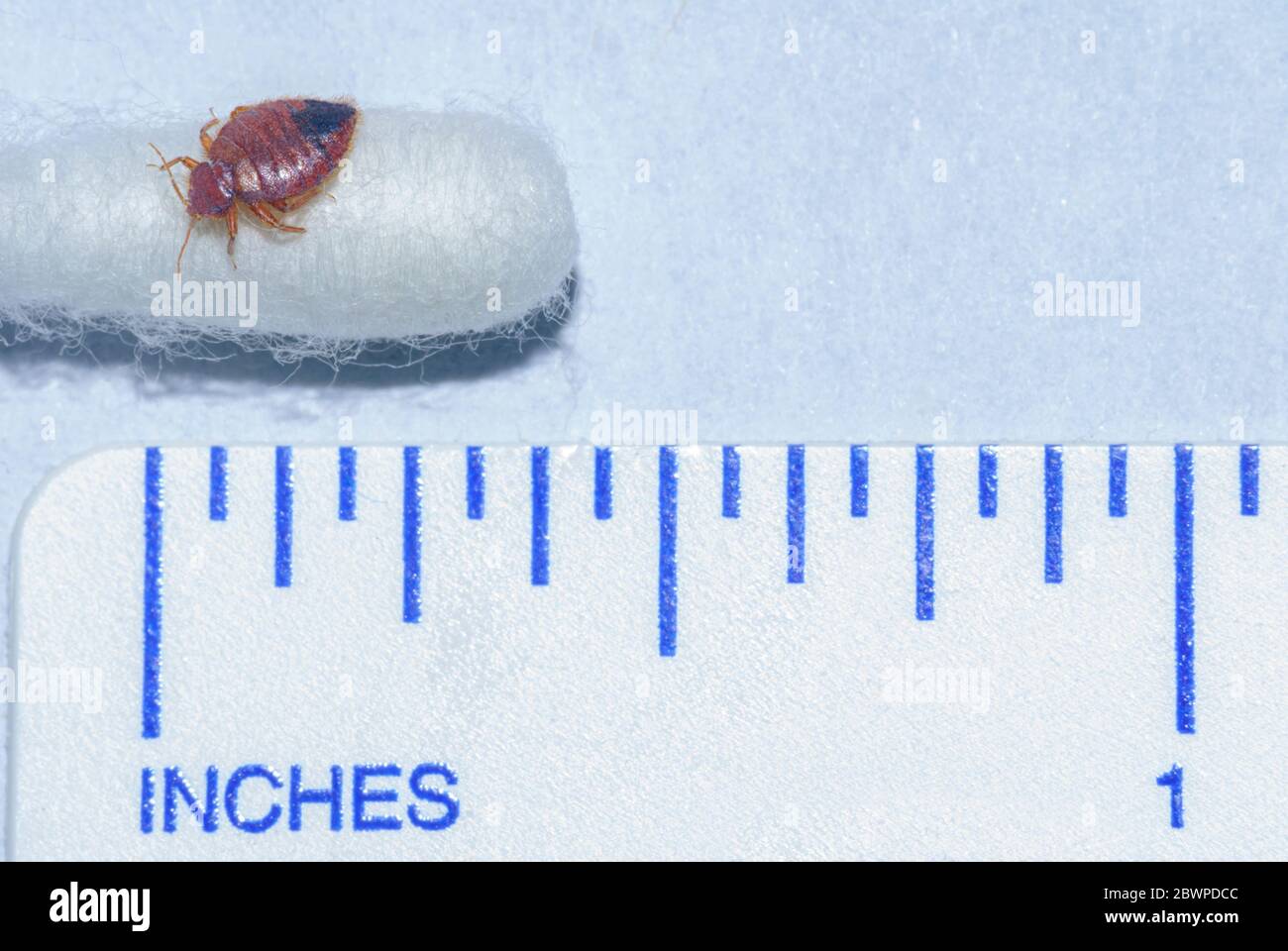 Bedbug comune adulto- Bug letto (Cimex lectularius) alla fine di cotone tampone con righello che mostra la dimensione relazionale di questo insetto parassita. Foto scattata in Colorado. Foto Stock