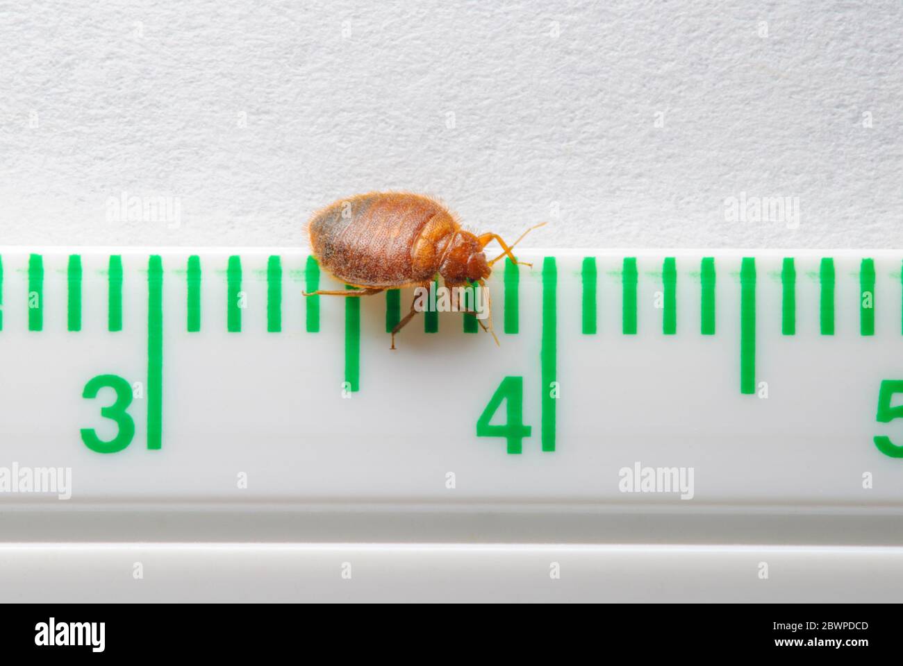 Comune letto adulto bug - Bedbug (Cimex lectularius) su millimetro / pollice righello, mostra la dimensione reale di questo insetto parassita. Fotografato in Colorado USA. Foto Stock