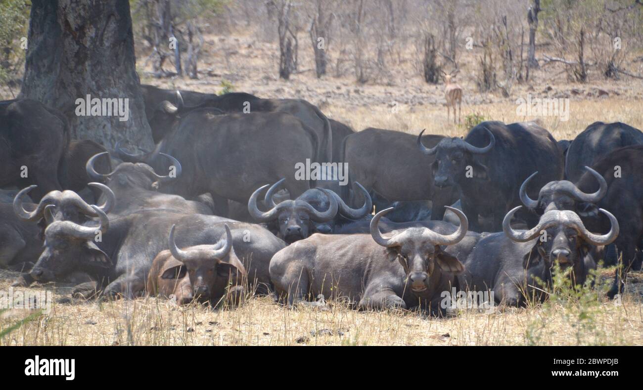 Mandria di bufalo africano di Capo che si trova al sole in una giornata di sole e polverosa nel Parco Nazionale Kruger in Sud Africa Foto Stock