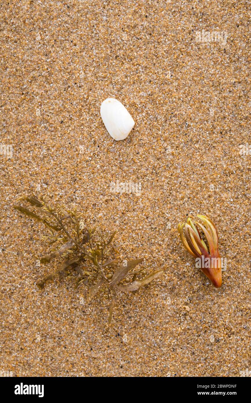 Arte, forma e consistenza della natura, interpretazione della flora e fauna autoctone galleggianti a Mission Beach nel Queensland del Nord lontano in Australia. Foto Stock