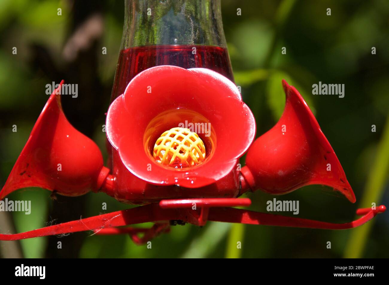 Alimentatore di colibrì rosso brillante con nettare dolce Foto Stock