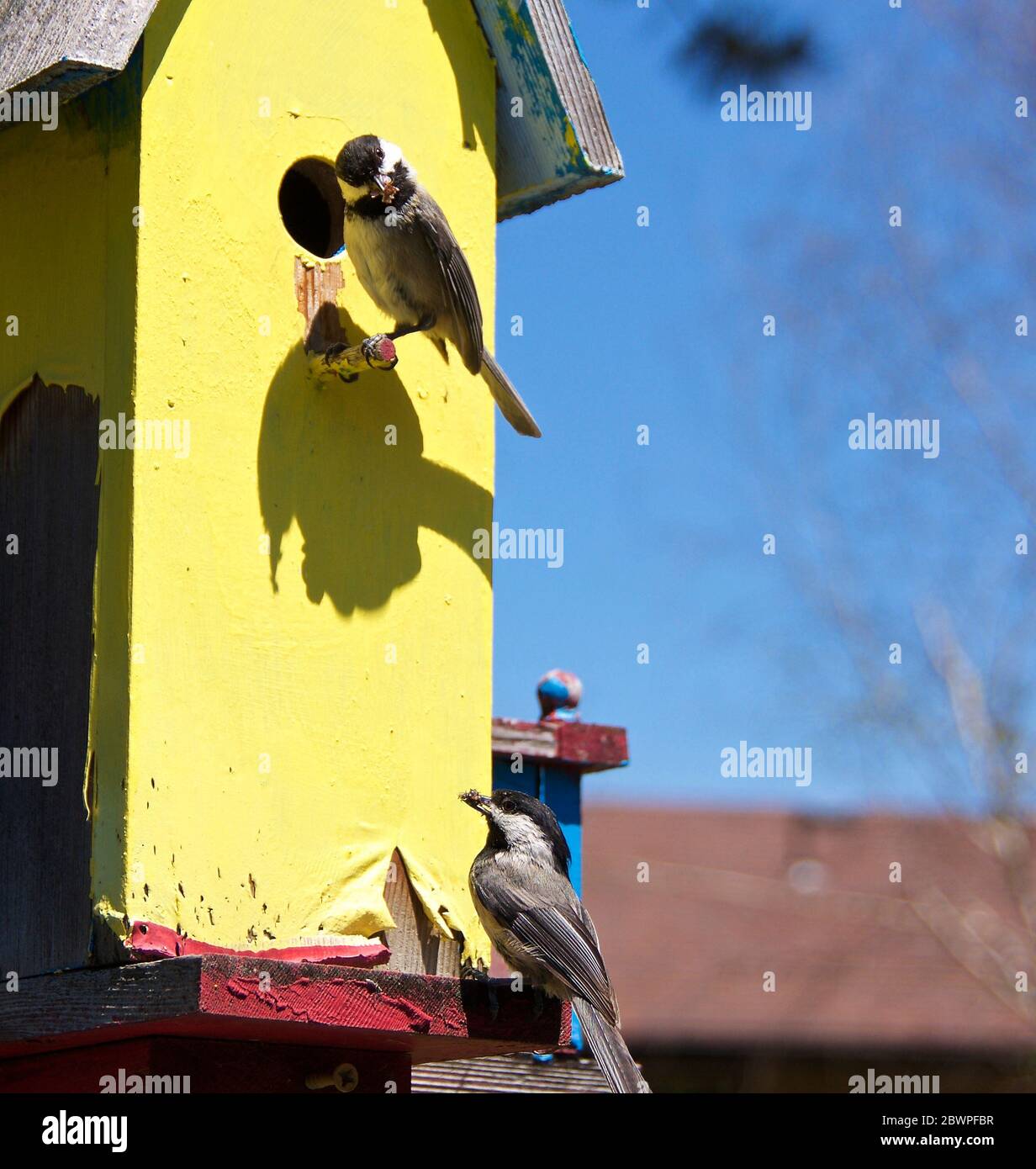 Chickaees di mamma e papà in fila per il tempo di alimentazione e di guardare per i problemi. Foto Stock