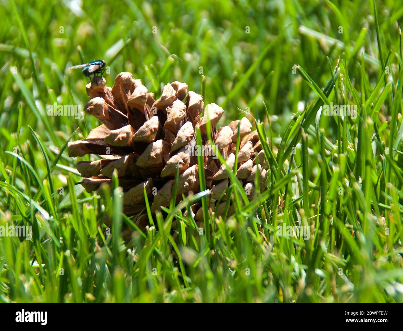 Cono di pino caduto adagiato in erba soleggiato con mosca amichevole in cima Foto Stock