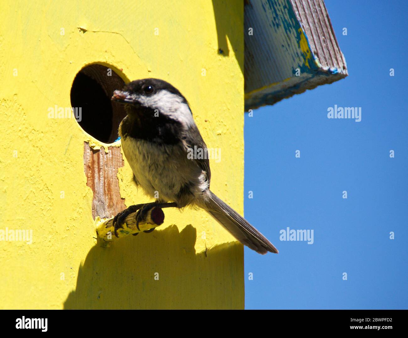 Chickadee che allatta il bambino ma che guarda per problemi Foto Stock