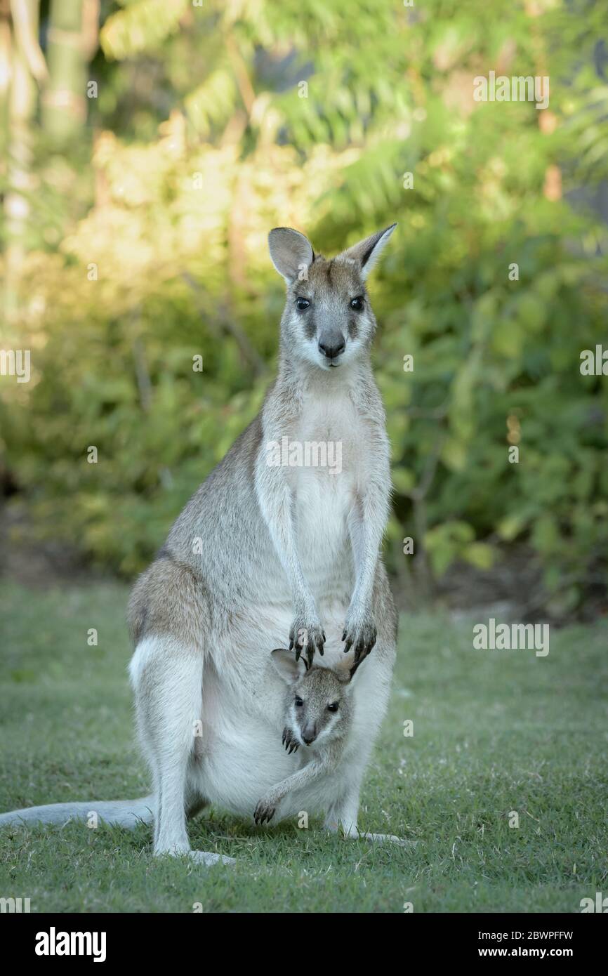 Femmina agile wallaby e joey che sporgono dalla sua custodia entrambi in guardia per pericolo prima di stabilirsi per un nutrimento su erba lussureggiante a Townsville, Queensland. Foto Stock