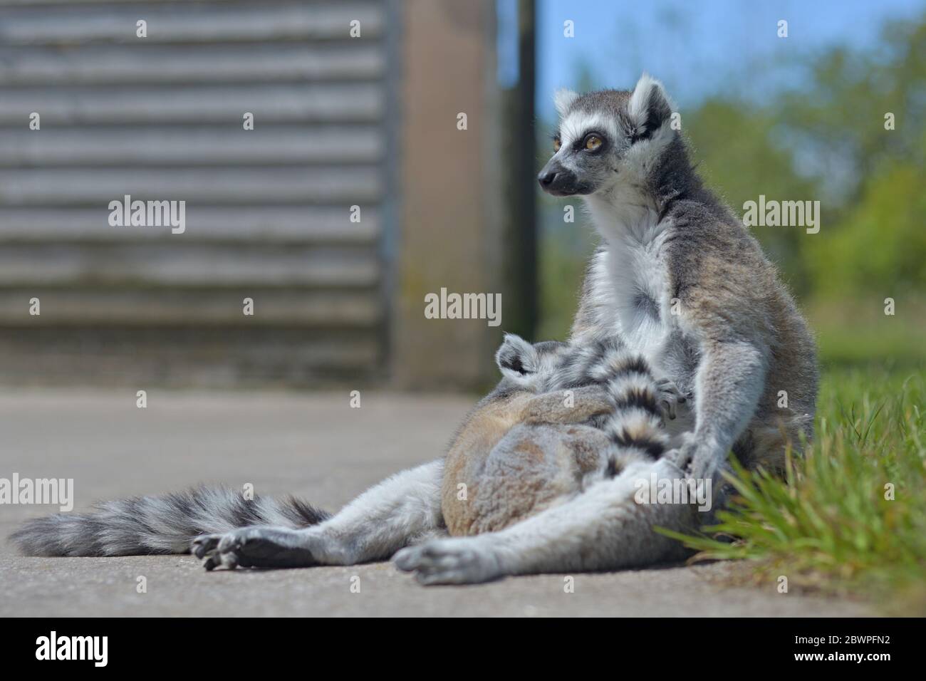 Due membri di una famiglia di lemuri, la madre e il bambino, rilassarsi al sole. Foto Stock