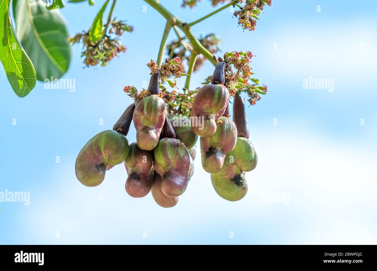 Anacardi o frutta excelsum occidentale su albero sta per maturare durante il raccolto. Questo è un frutto per il petrolio-ricco semi con alta valu nutrizionale Foto Stock