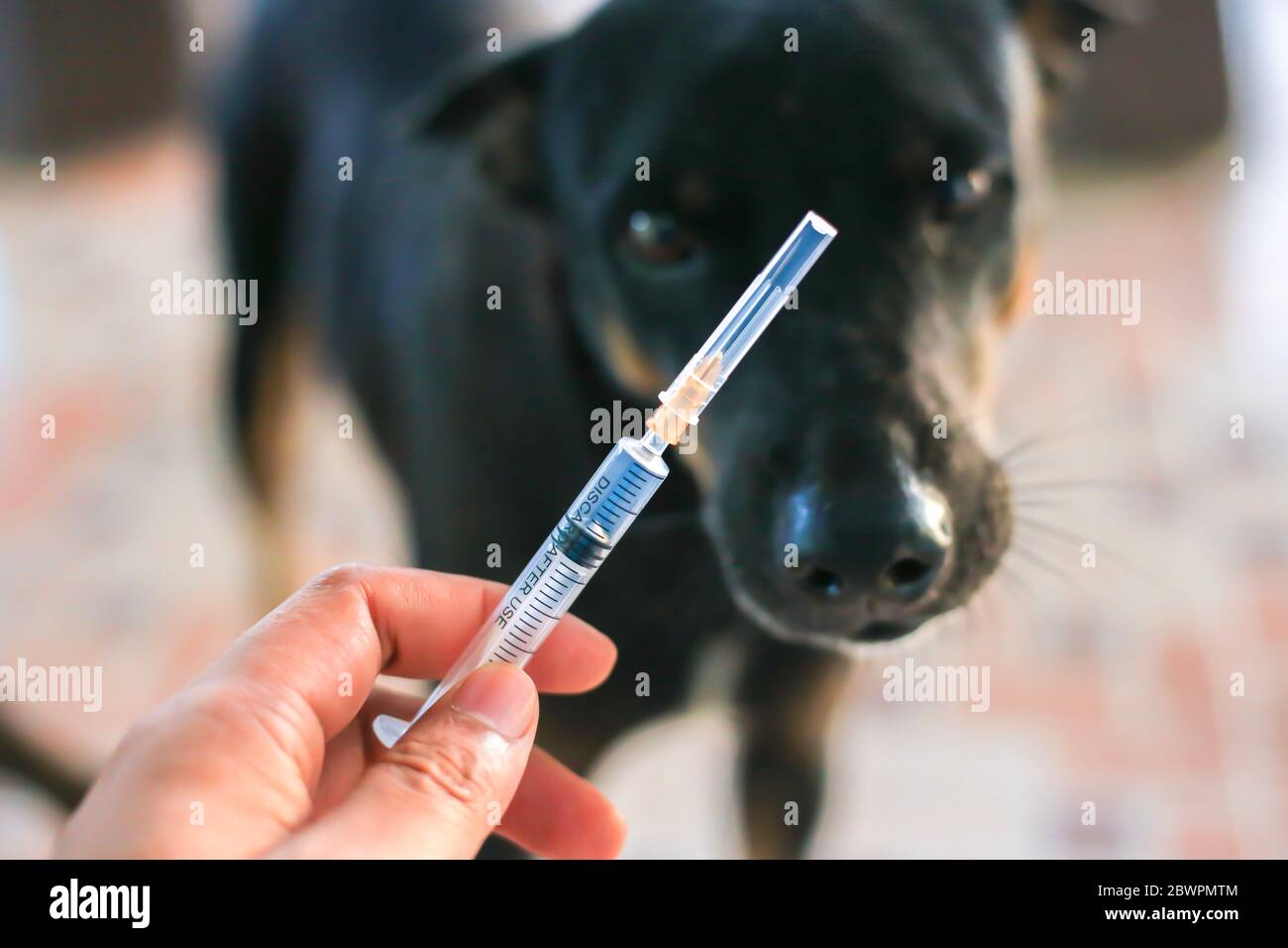 Vaccino rabbia flacone e siringa ago iniezione ipodermica, immunizzazione rabbia e cane Animali malattie, concetto medico con cane sfondo offuscato. Foto Stock