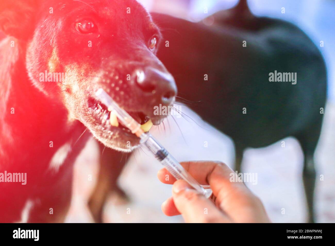 Vaccino rabbia flacone e siringa ago iniezione ipodermica, immunizzazione rabbia e cane Animali malattie, concetto medico con cane sfondo offuscato. Foto Stock