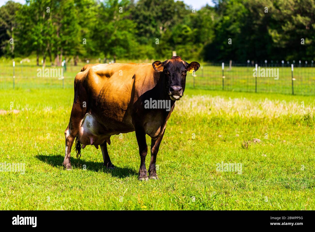 Mucca di Jersey, con mammelle ingrandite, pochi giorni dopo la nascita Foto Stock