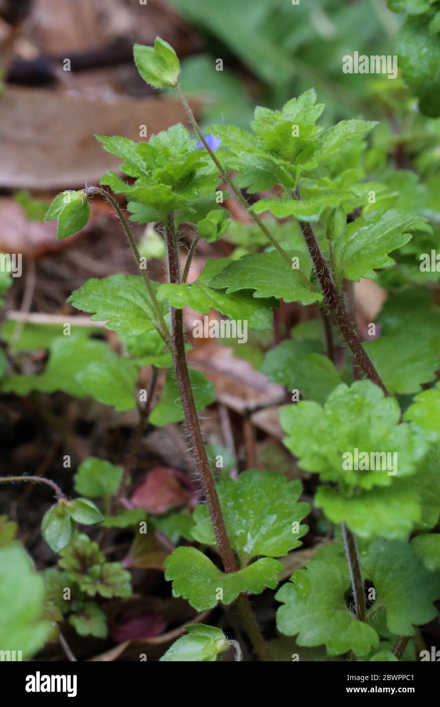 Veronica persica, Large Speedwell Field Speedwell. Pianta selvatica sparato in primavera. Foto Stock