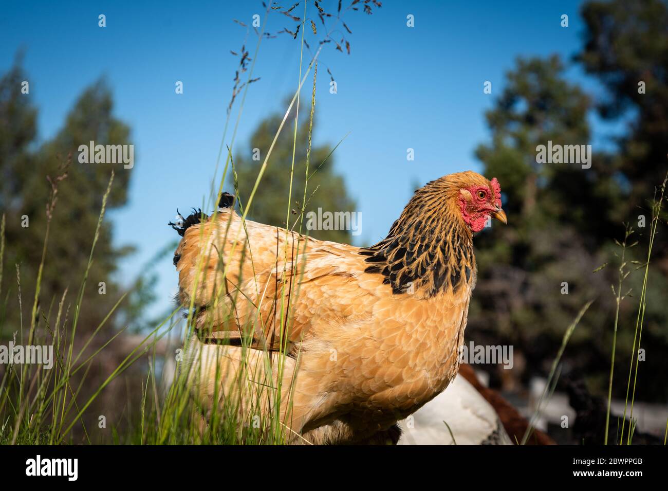 Un primo piano di una singola gallina a raggio libero in piedi in erba alta con uno sfondo blu cielo Foto Stock