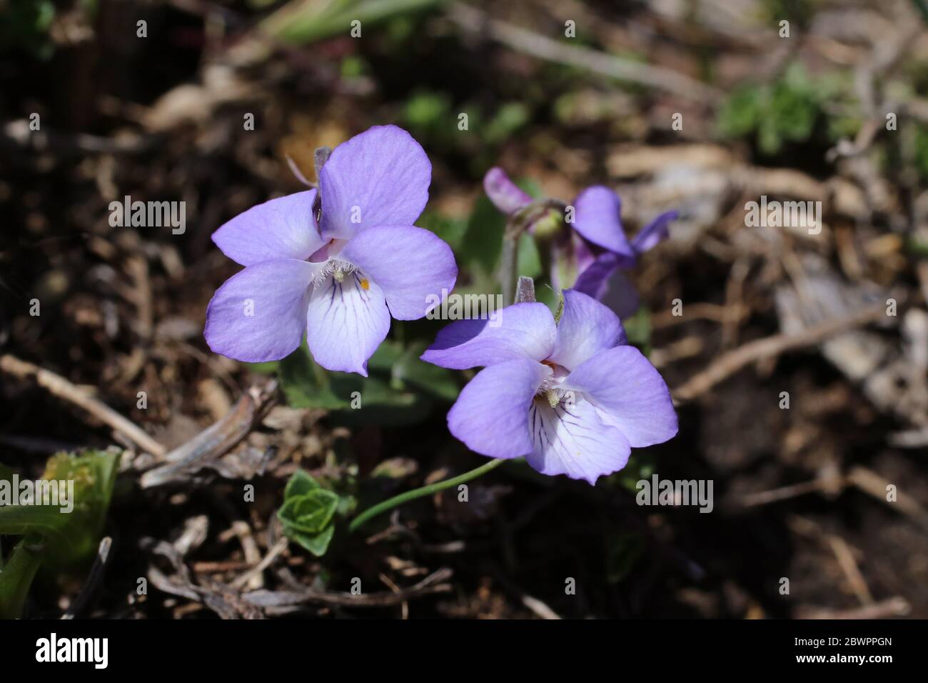 Viola rupestris, Teesdale Violet. Pianta selvatica sparato in primavera. Foto Stock
